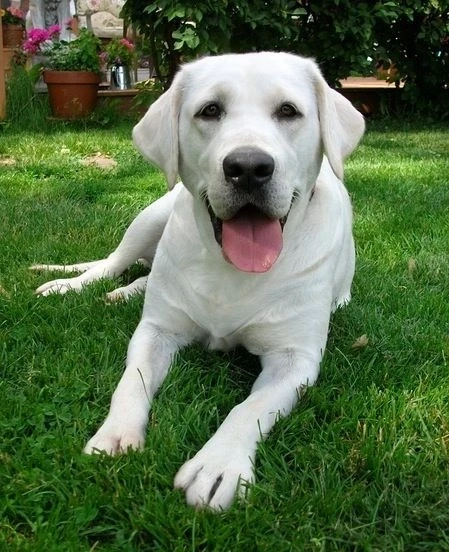 Facts About Buff labrador Revealed