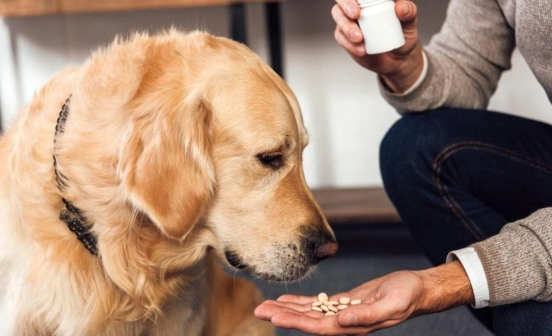 How To Give Dogs Probiotics