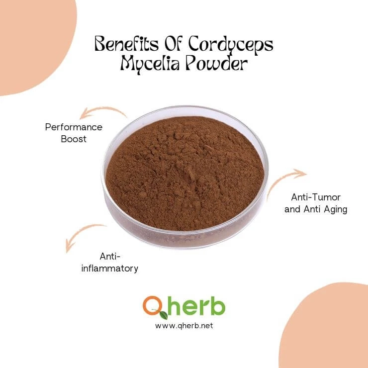 Benefits And Side Effects Of Cordyceps Mycelia Powder
