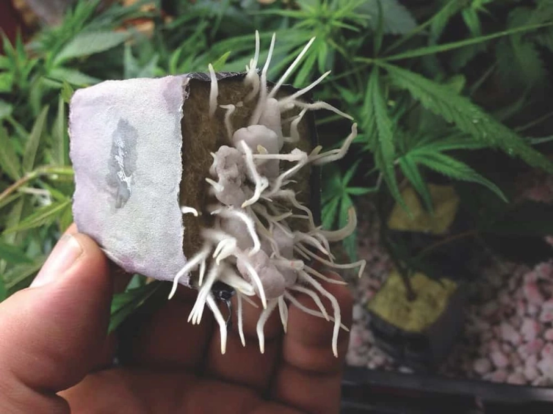 WEDDING CAKE clones treessixty