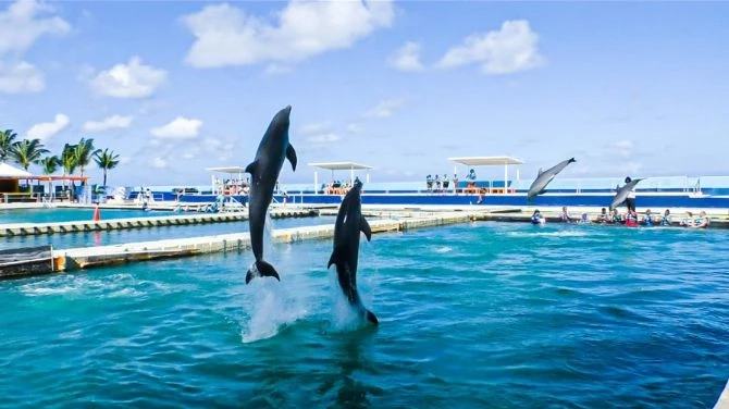 Swimming with Dolphins at Dolphin Discovery Grand Cayman: A Magical Experience You Won't Forget