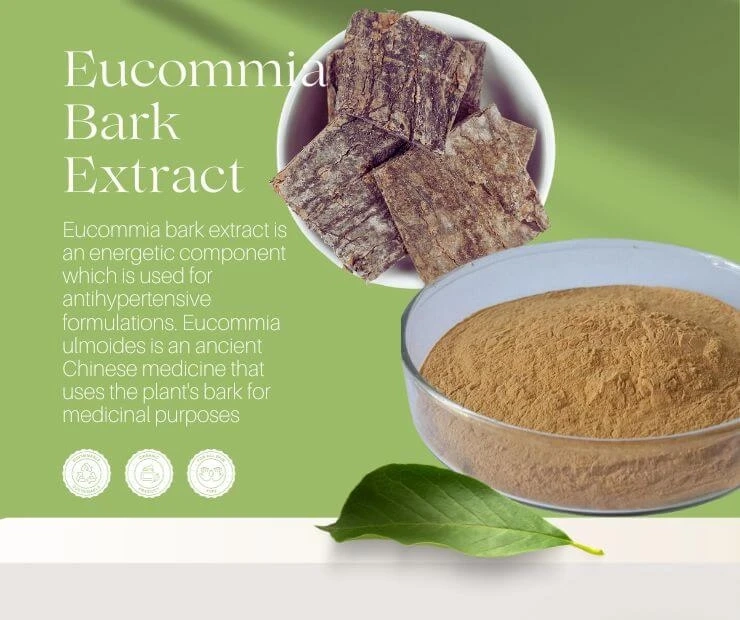 What Should You Know About Eucommia Bark Extract?