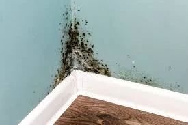 Dealing with Black Mould