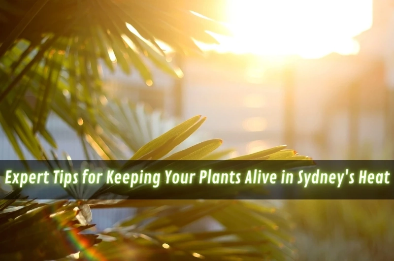 Expert Tips for Keeping Your Plants Alive in Sydney's Heat