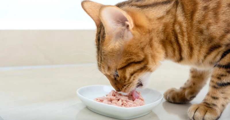 Can Kittens Eat Tuna?
