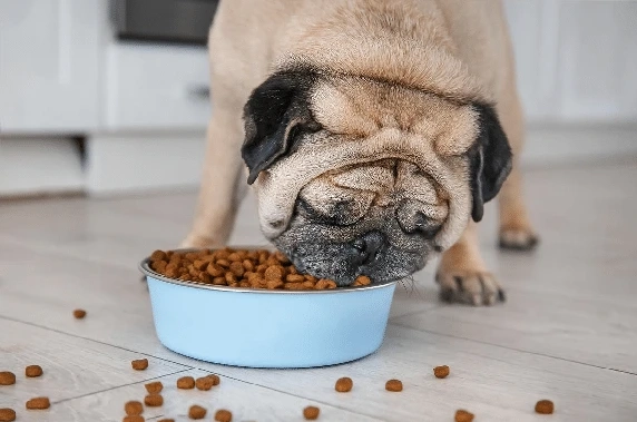 Why You May Need To Change Your Pet’s Food