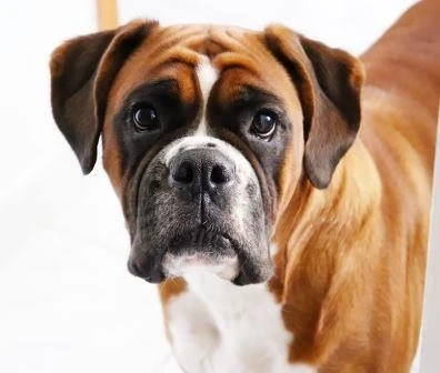 Who Is The Best Human For A Boxer?