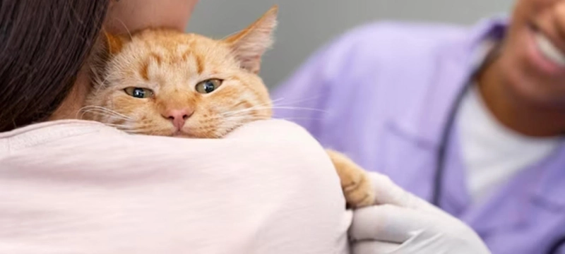 The Ultimate Guide to Finding the Top Qualities in a Cat Vet