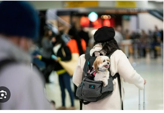 Your Complete Guide to Pet Travel to Japan