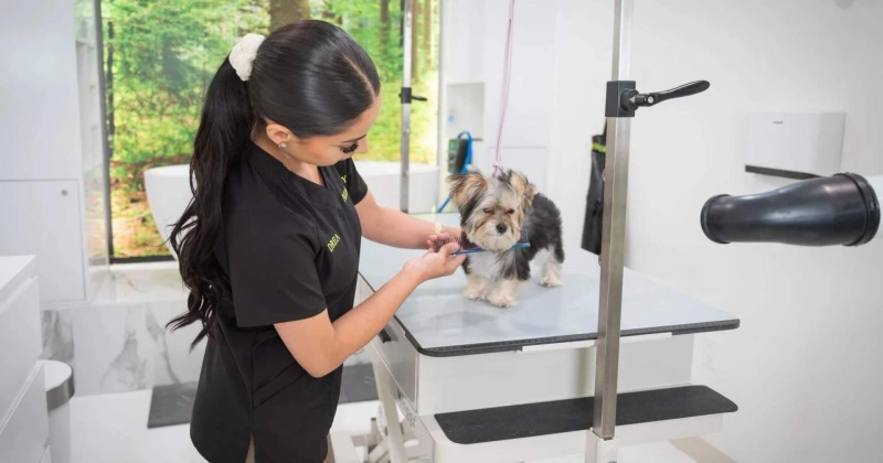 Spring Season Guide to the Best dog grooming packages in North Hollywood, USA