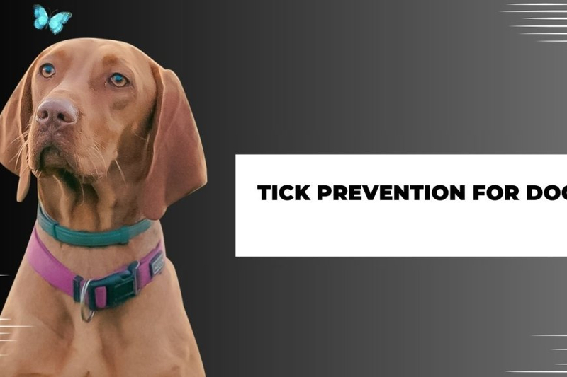 Understanding Ticks in detail