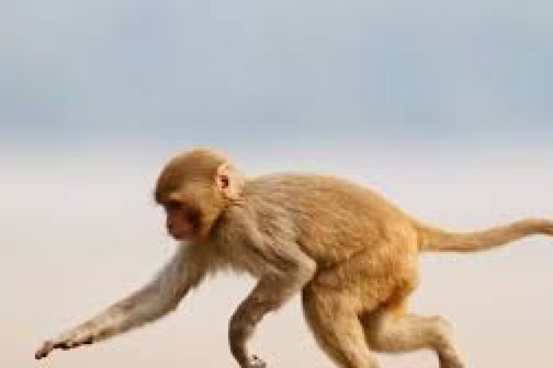 How Curious George Became a Beloved Icon: Exploring the Story and Impact