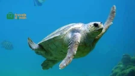 Turtle Beach Karachi.