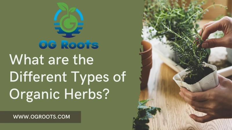 What are the Different Types of Organic Herbs?