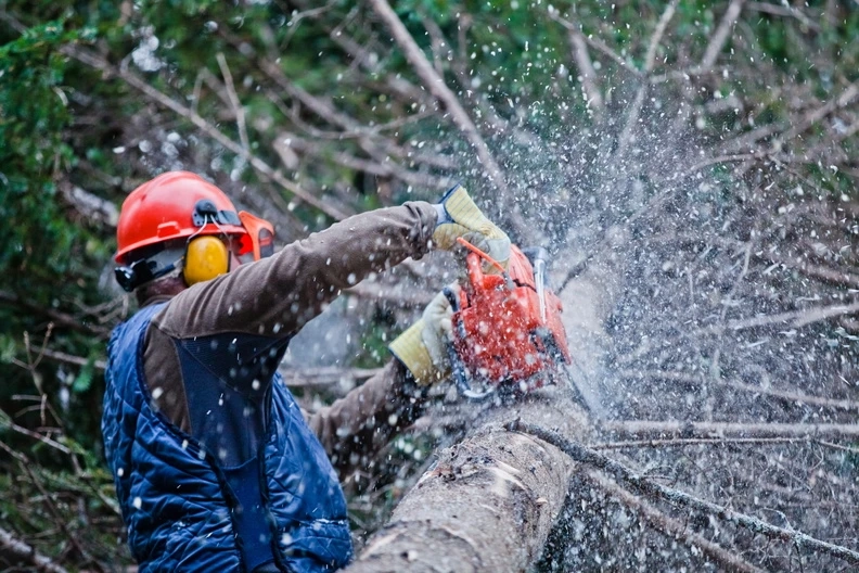 The Benefits of Tree Clearance: A Closer Look at Responsible Practices