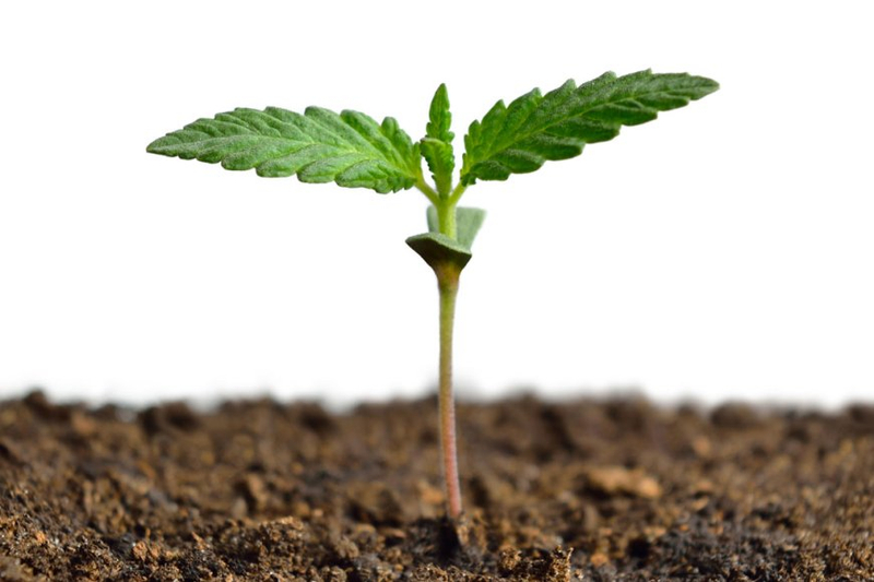What Are the Common Mistakes When Growing Marijuana from Seeds?
