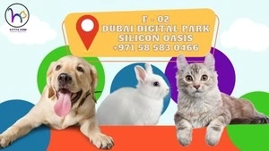 Reliable Pet Transport, Training and Best Dog Daycare Dubai Guide