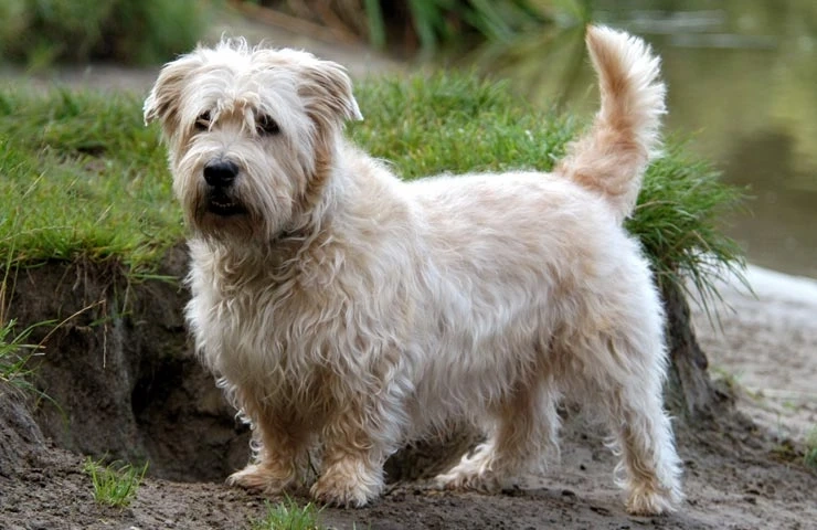 2. Glen of Imaal Terrier