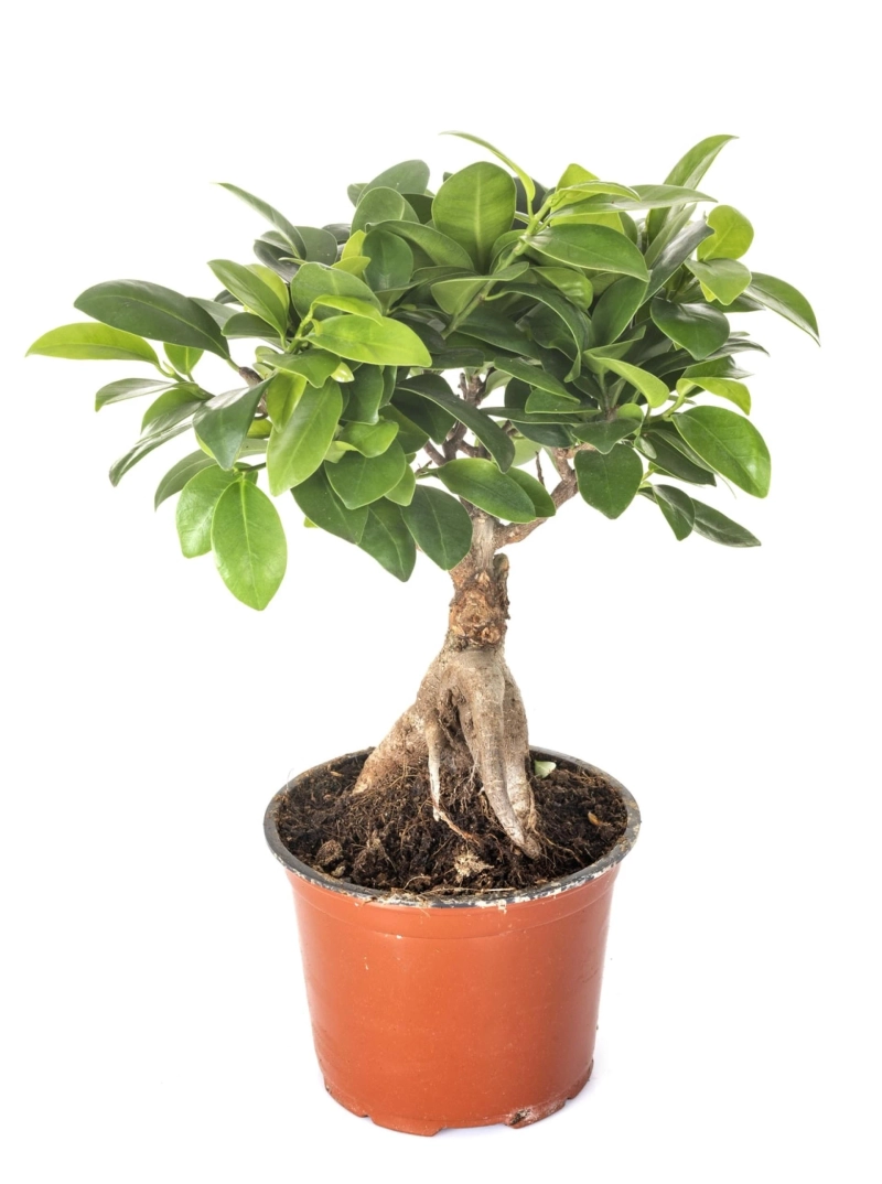 5 Low - Maintenance Office Plants - Decor La Rouge - Interior Design Agency