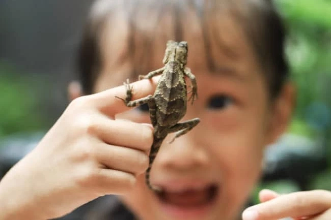 A Beginner's Guide to Reptiles and Amphibians
