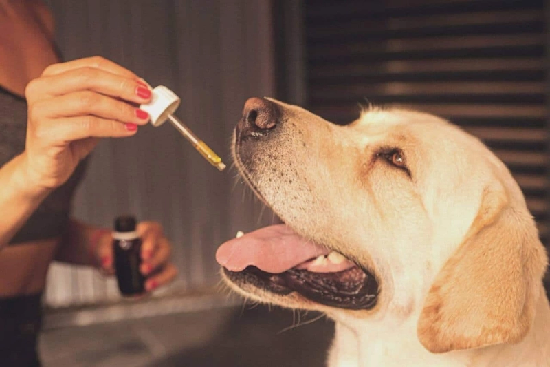 What Types of Dog Ailments is CBD Oil Helpful For?