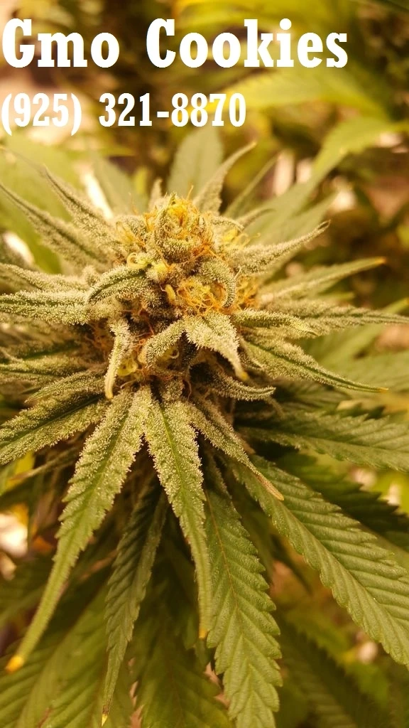 Gmo Cookies Clones Los Angeles,San Diego