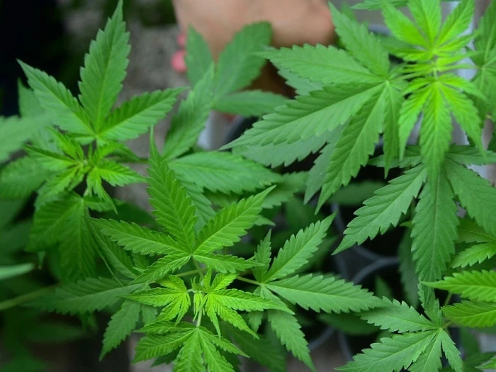How Are Terpene Strains Helpful?