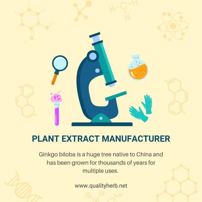 7 Great Advantage Of Ginkgo Biloba Extract - A Plant Extract Manufacturer