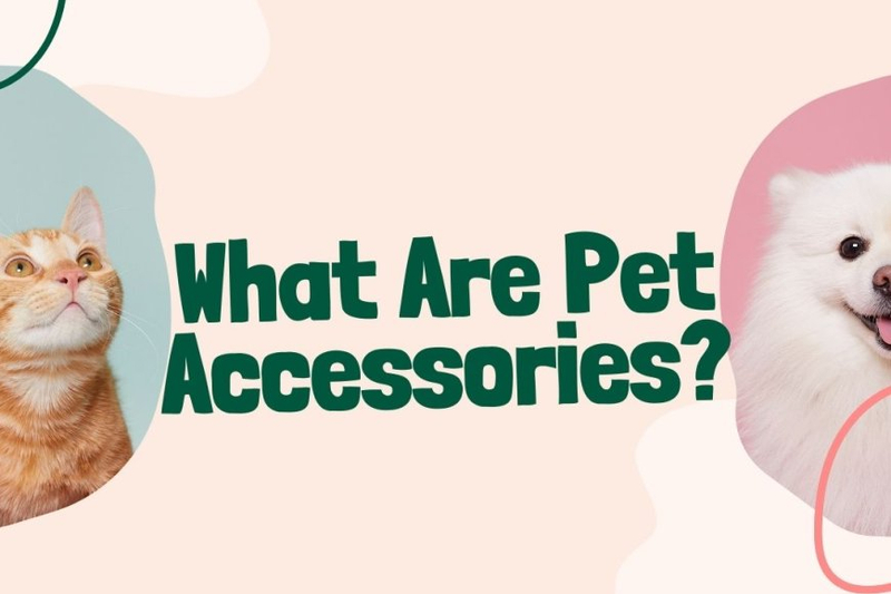 What Are Pet Accessories?