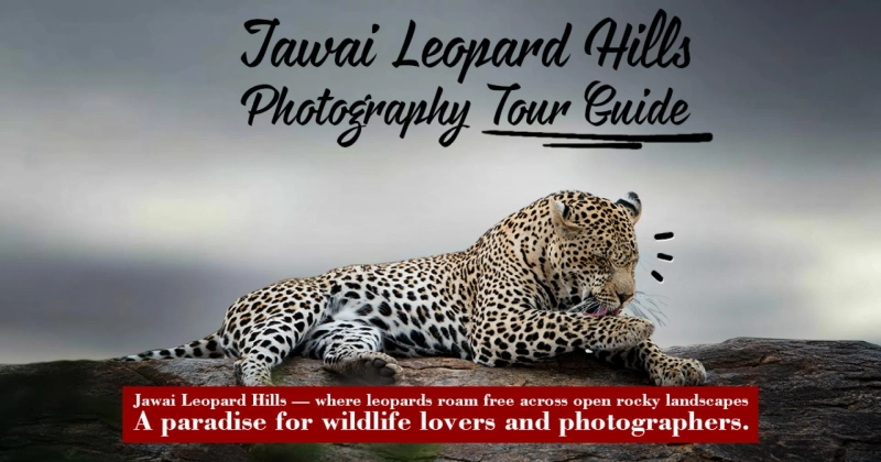 Jawai Leopard Hills Photography Tour Guide