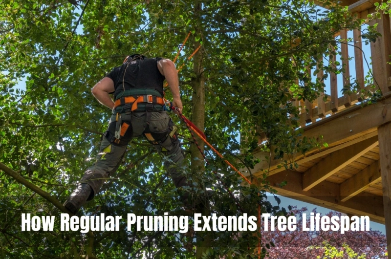 How Regular Pruning Extends Tree Lifespan
