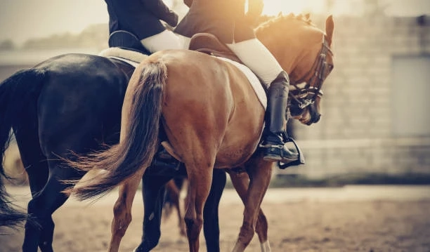 Tips on How to Buy Horse Accessories