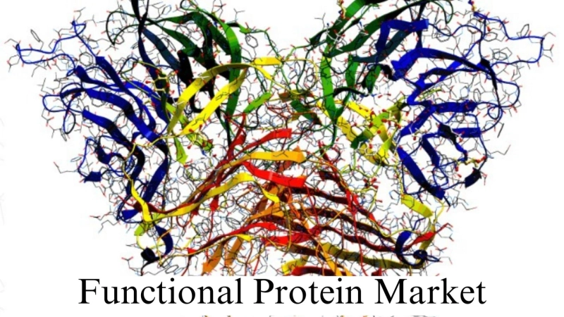 Functional Protein Market Size, Growth Insights and Forecast to 2032