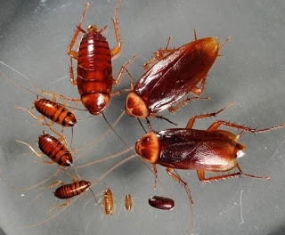 Pest Control Services in Borivali - Sadguru Pest Control