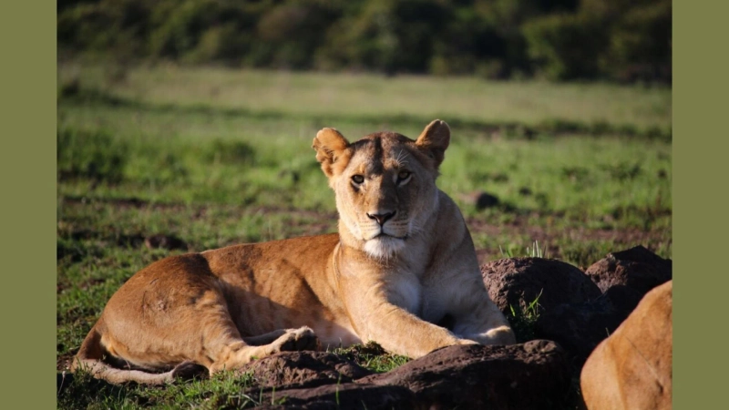 What Makes Tanzania Wildlife Parks a Must-Visit for Adventurers?