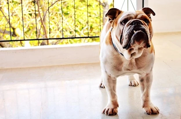THE BULLDOG BREED: WHAT MAKES ENGLISH BULLDOGS STAND OUT AMONG OTHER DOG BREEDS