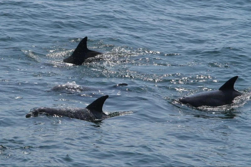 Dolphin Tours Charleston: What to Expect, When to Go, and How to Make the Most of Your Experience