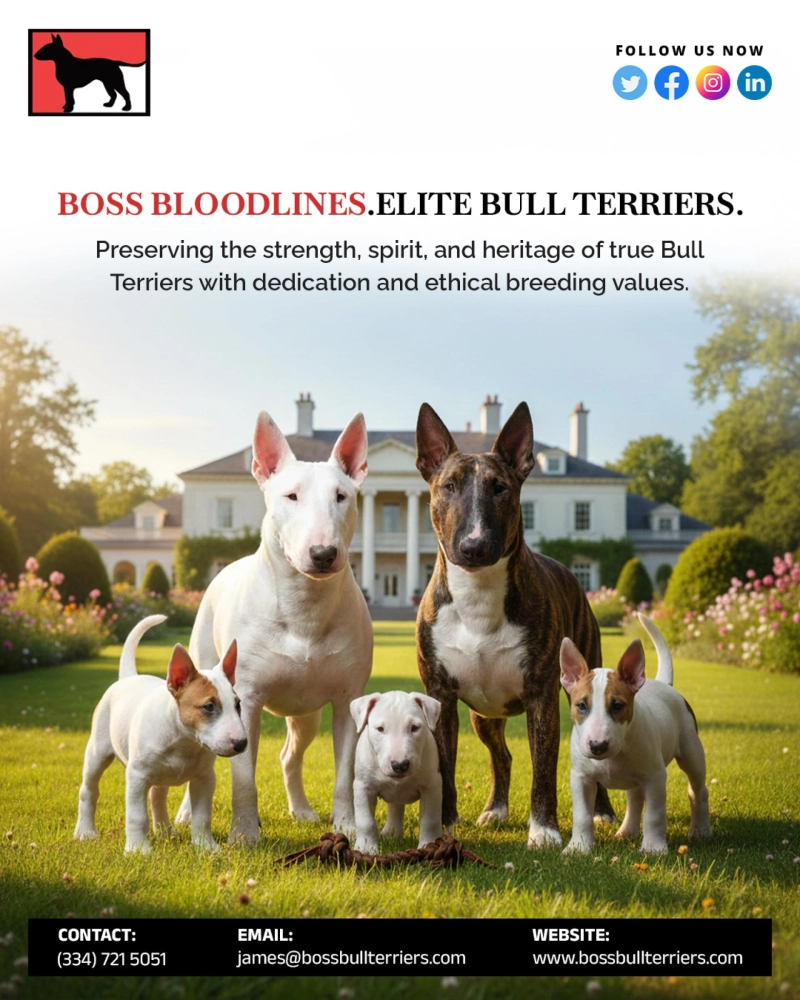 Boss Bull Terriers: A Trusted Name for Quality Bull Terriers