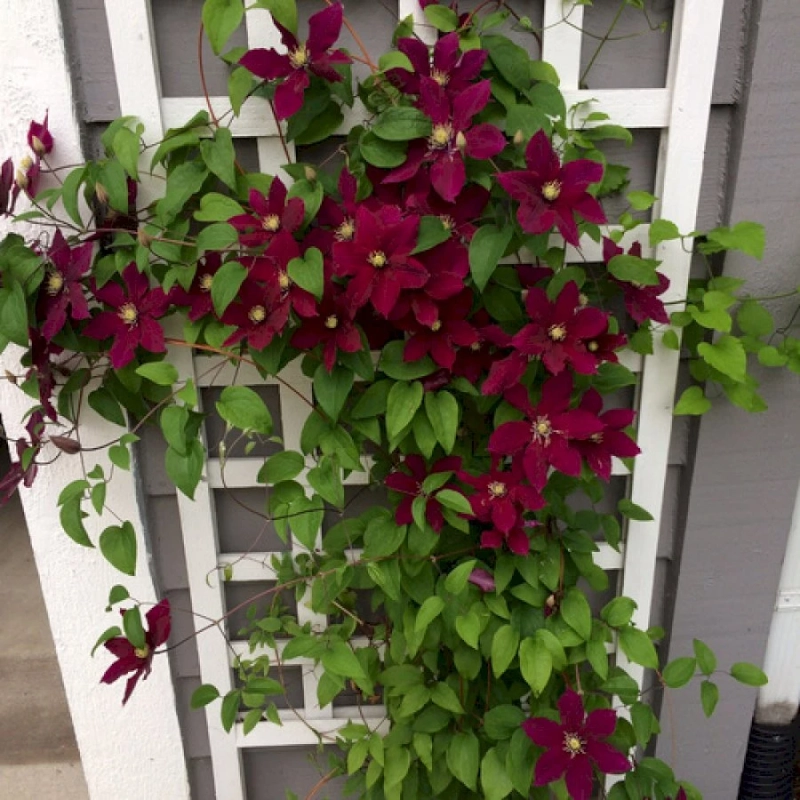 Going a Little Crazy With Clematis