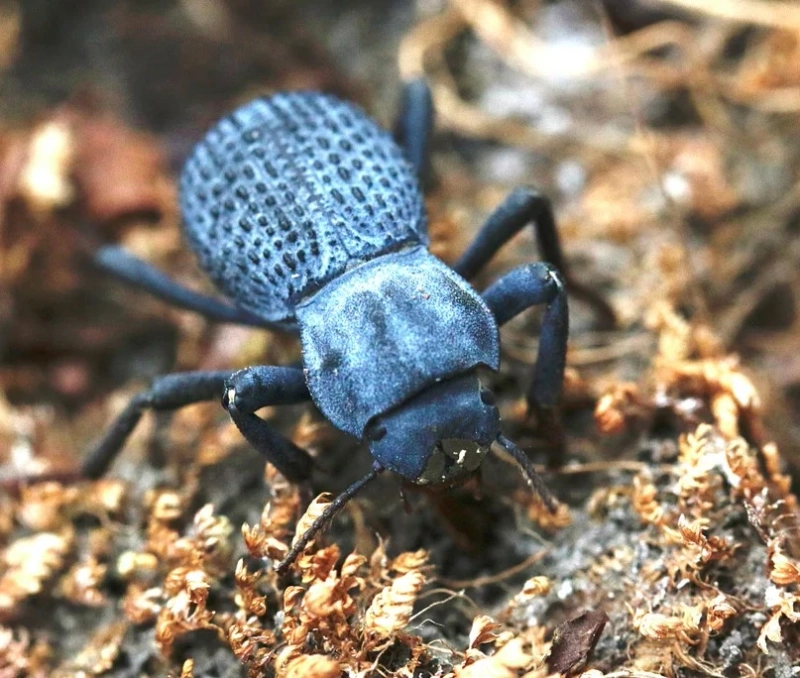 Creating a Stunning Desert-Themed Beetle Setup with Blue Death Beetles