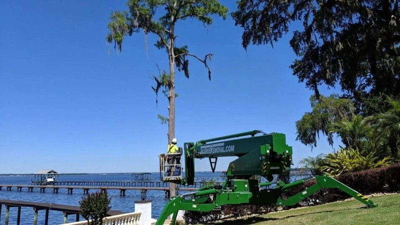How Proper Tree Maintenance Adds Value to Homes in Jacksonville FL?