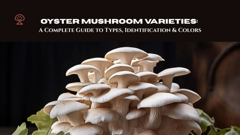 Oyster Mushroom Varieties: A Complete Guide to Types, Identification & Colors