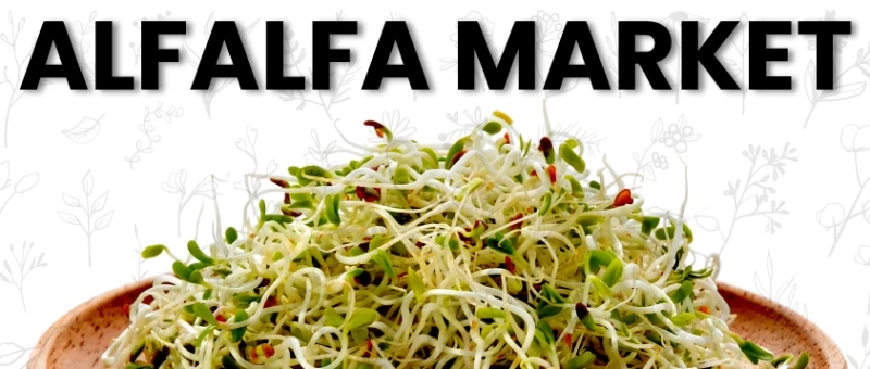 Alfalfa Market Analysis, Opportunity, Demand, Share, Size & Forecast