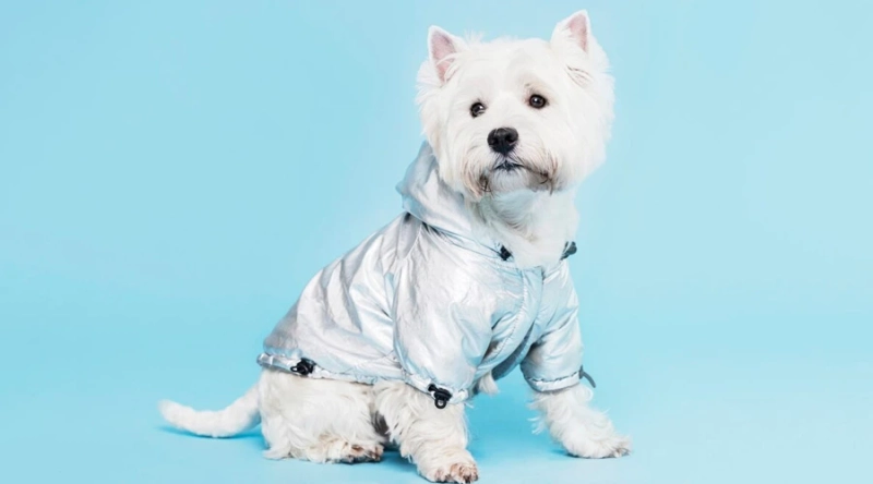 What if My Dog Refuses to Wear Clothes?