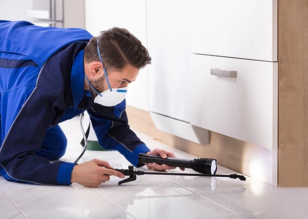 Timely Pest control at your household will save money and injury