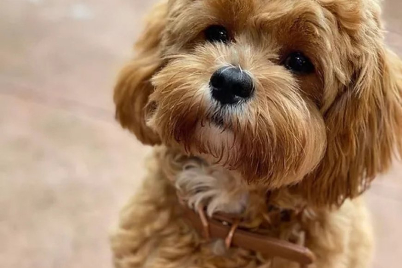 Nourishing Your Cavoodle: A Guide to Optimal Dog Food Selection