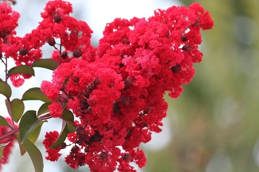 Plant These Flowering Trees For A Garden Full of Seasonal Color