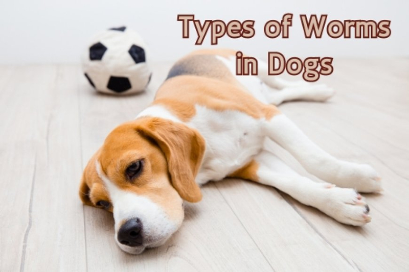 Types of Worms in Dogs: A Complete Guide