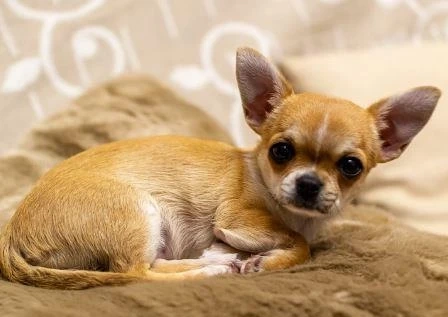 Chihuahua Personality