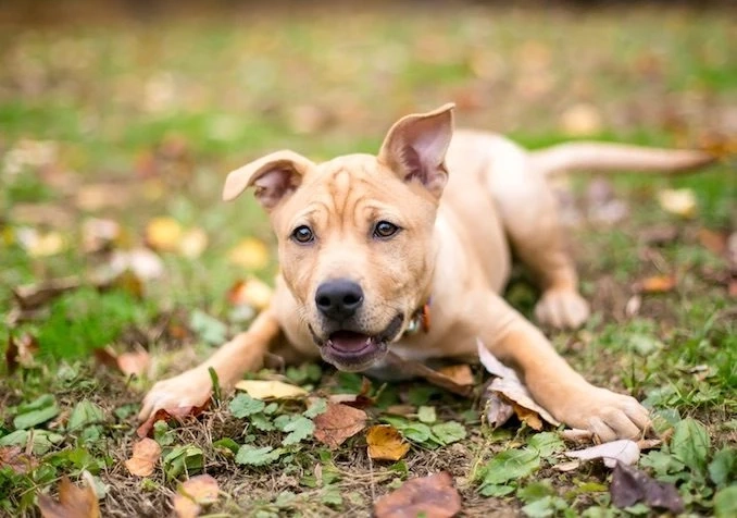 Puppy Training Tips